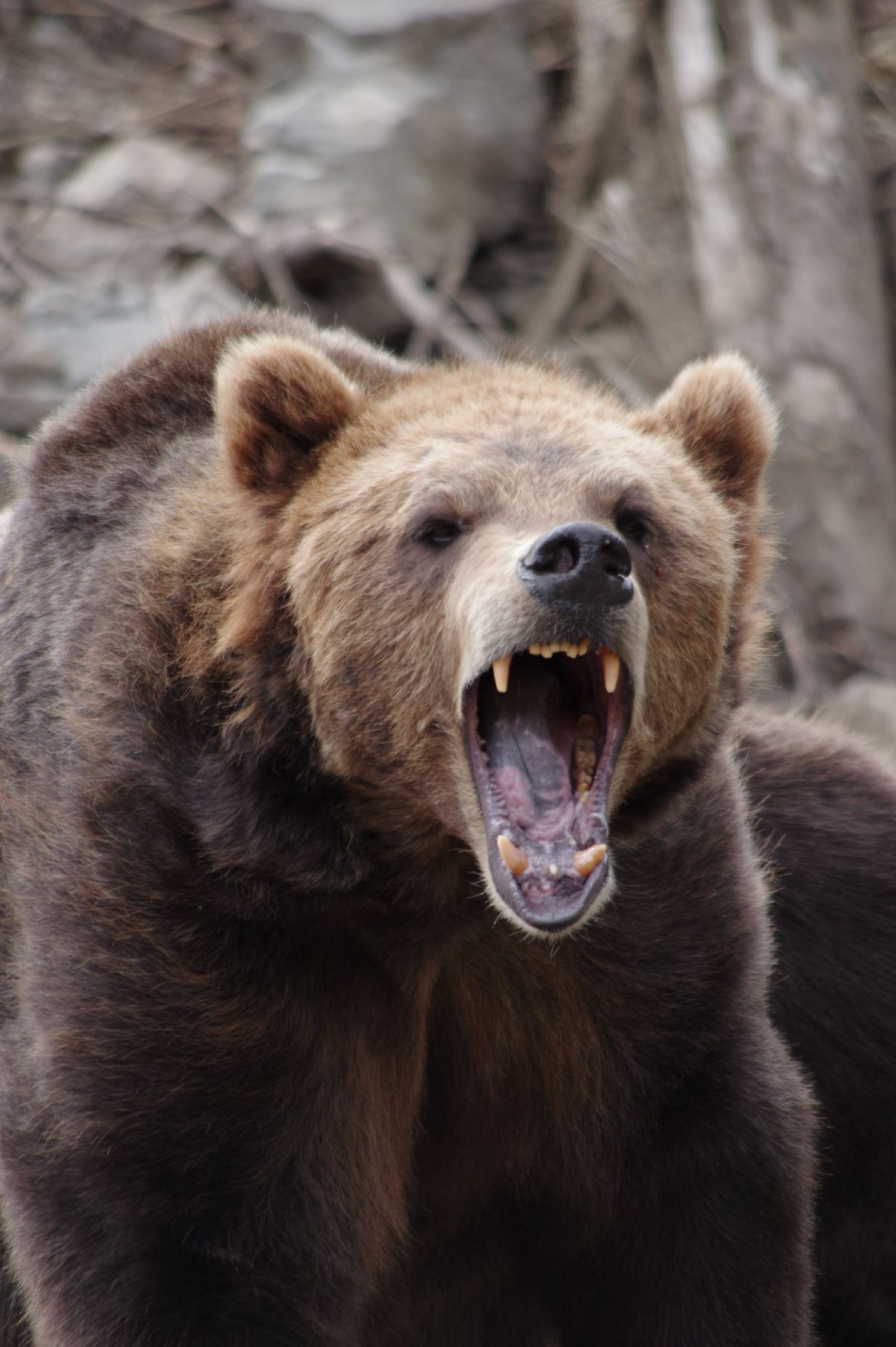 Bear in Sitka, Alaska